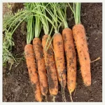 سوبر لينكس ف1