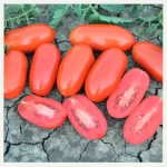 فيكا ستار ف1